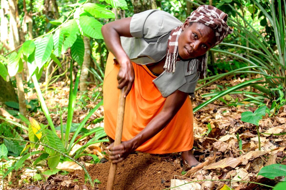 You are currently viewing Pwojè AVETI : yon rezilyans klimatik ak ekonomik pou fanm Ayisyèn nan agrikilti